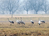 Des grues cendrées de passage