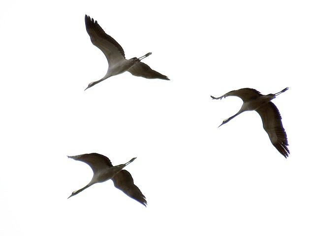 Grues cendres en vol