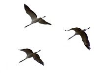 Grues en vol