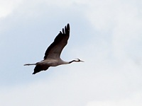 Grue cendrée