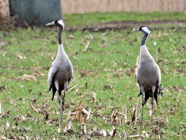 Grues cendres, grus grus