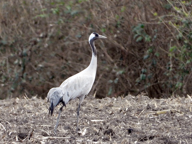 Grue cendre, grus grus