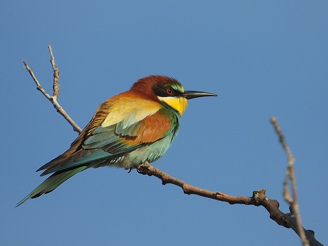 Gupiers d'Europe, merops apiaster