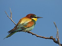 Guêpiers d'Europe, merops apiaster