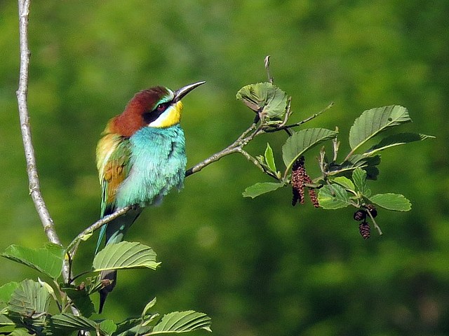 Gupier d'Europe, merops apiaster