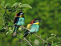 Guêpier d'Europe, merops apiaster