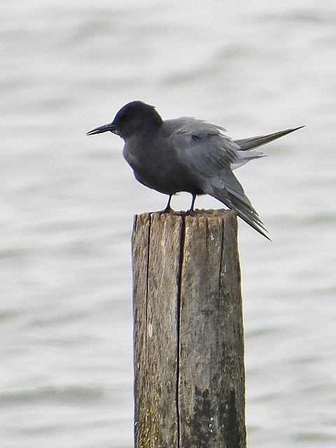Guifette noire, chlidonias niger