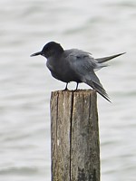 Guifette noire, chlidonias niger