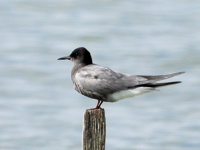 Guifette noire, chlidonias niger