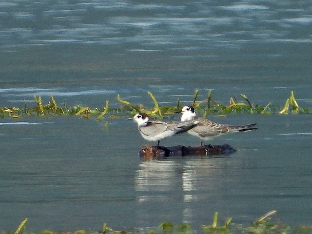 Guifettes noires en plumage d'hiver