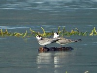 Guifettes noires en plumage d'hiver