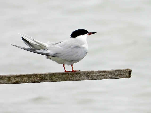Guifette moustac, chlidonias hybrida