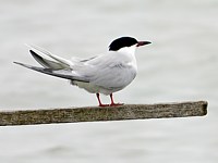 Guifette moustac, chlidonias hybrida