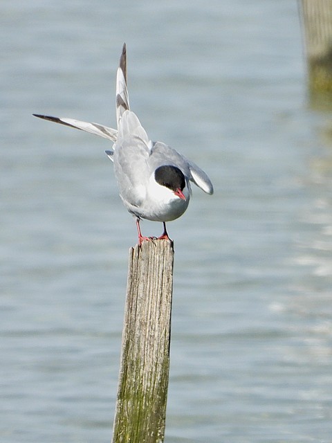 Guifette moustac au Bas-Lac