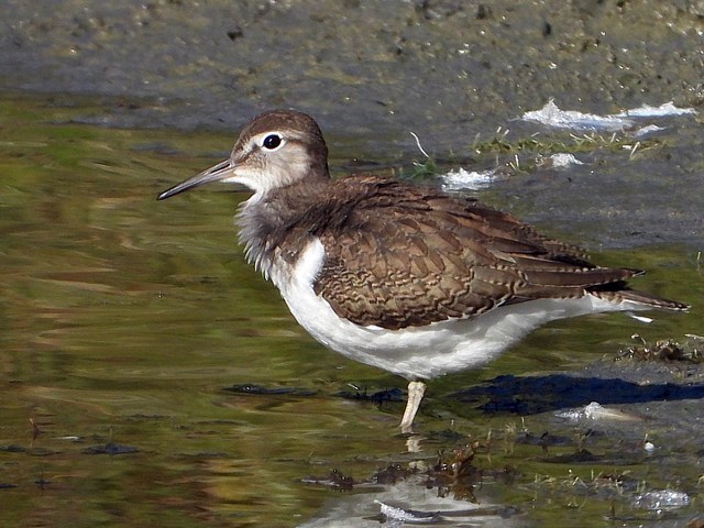 Chevalier guignette, actitis hypoleucos