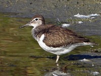 Chevalier guignette, actitis hypoleucos