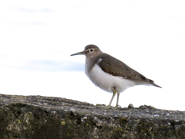 Chevalier guignette, actitis hypoleucos