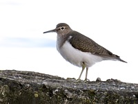 Chevalier guignette, actitis hypoleucos