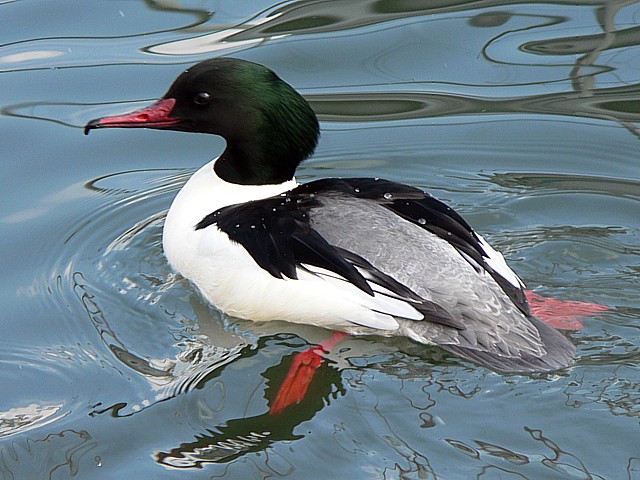 Mle harle bivre, mergus merganser