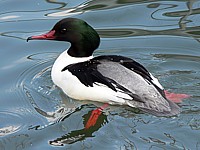 Harle bièvre, mergus merganser