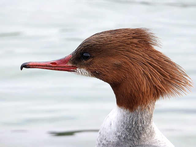 Femelle harle bivre,  mergus merganser 