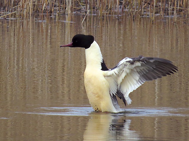Harle bièvre déployant ses ailes