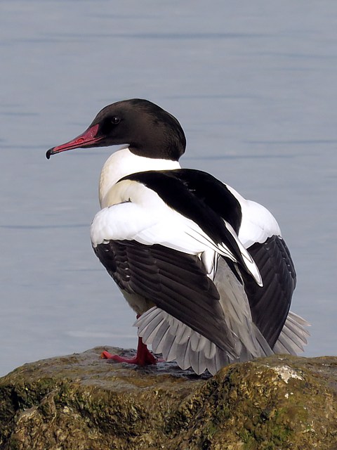 Harle bièvre