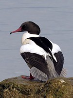 Harle bièvre mâle