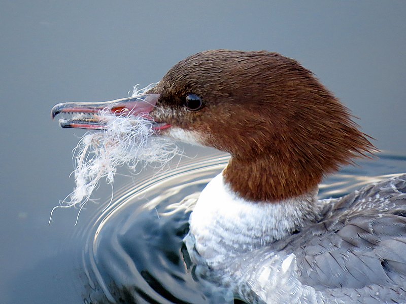 Harle bi�vre avec filet au bec
