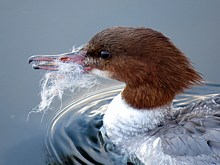 Un filet dans le bec 