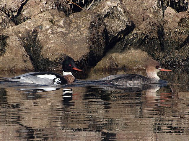 Couple de harles huppés, mergus serrator