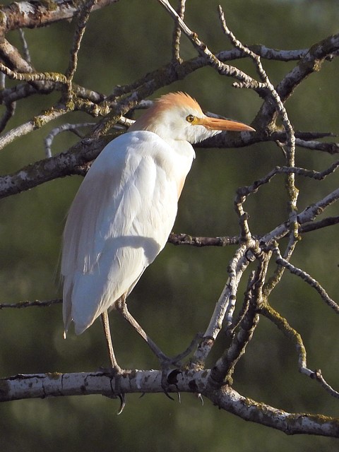 Héron gardeboeufs, bubulcus ibis