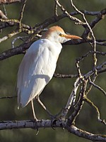 Héron gardeboeufs, bubulcus ibis
