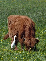 Héron gardeboeufs, bubulcus ibis