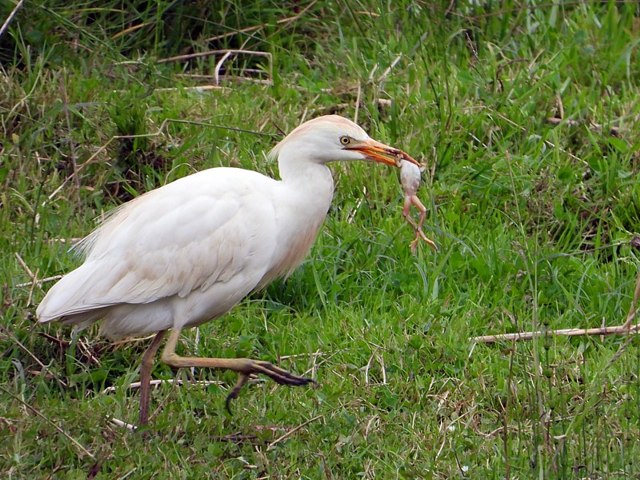 Hron gardeboeufs, bubulcus ibis