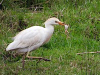 Héron gardeboeufs, bubulcus ibis