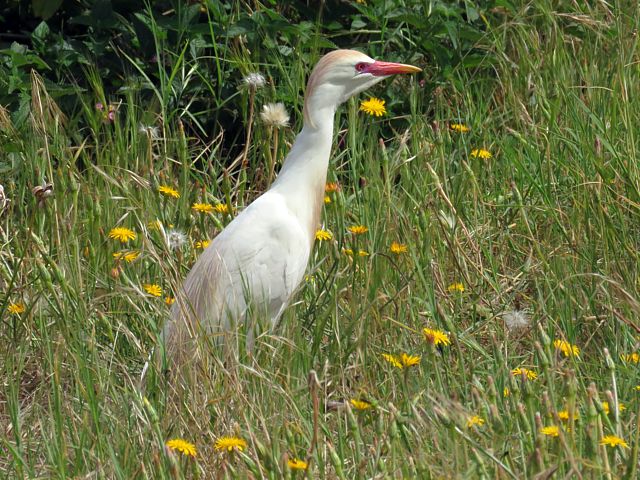 Hron gardeboeufs, bubulcus ibis