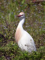 Héron gardeboeufs, bubulcus ibis
