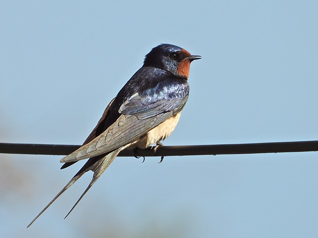 Hirondelle rustique - hirundo rustica