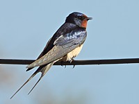 Hirondelle rustique, hirundo rustica