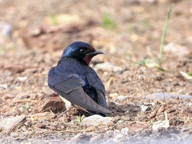 Hirondelle rustique au sol