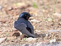 Hirondelle rustique au sol