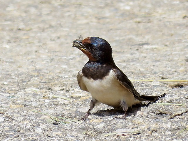 Hirondelle rustique  la recherche de boue