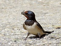 Hirondelle cherchant de la boue