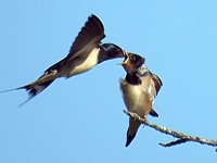 Hirondelle rustique, la becquée