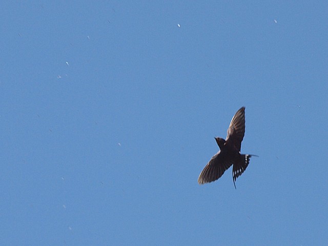 Hirondelle rustique