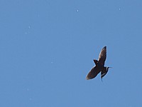 Hirondelle rustique en vol