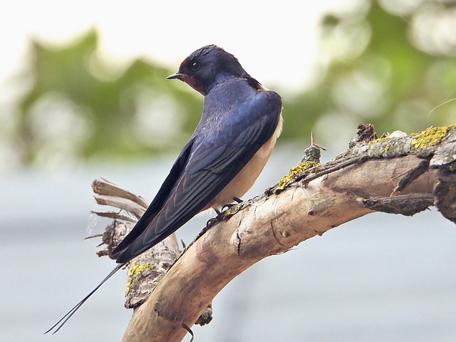 Hirondelle rustique au repos