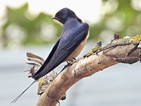 Hirondelle rustique
