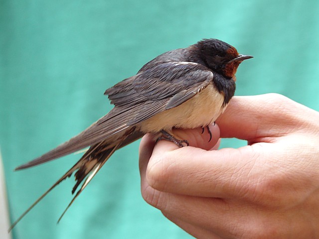 Hirondelle rustique